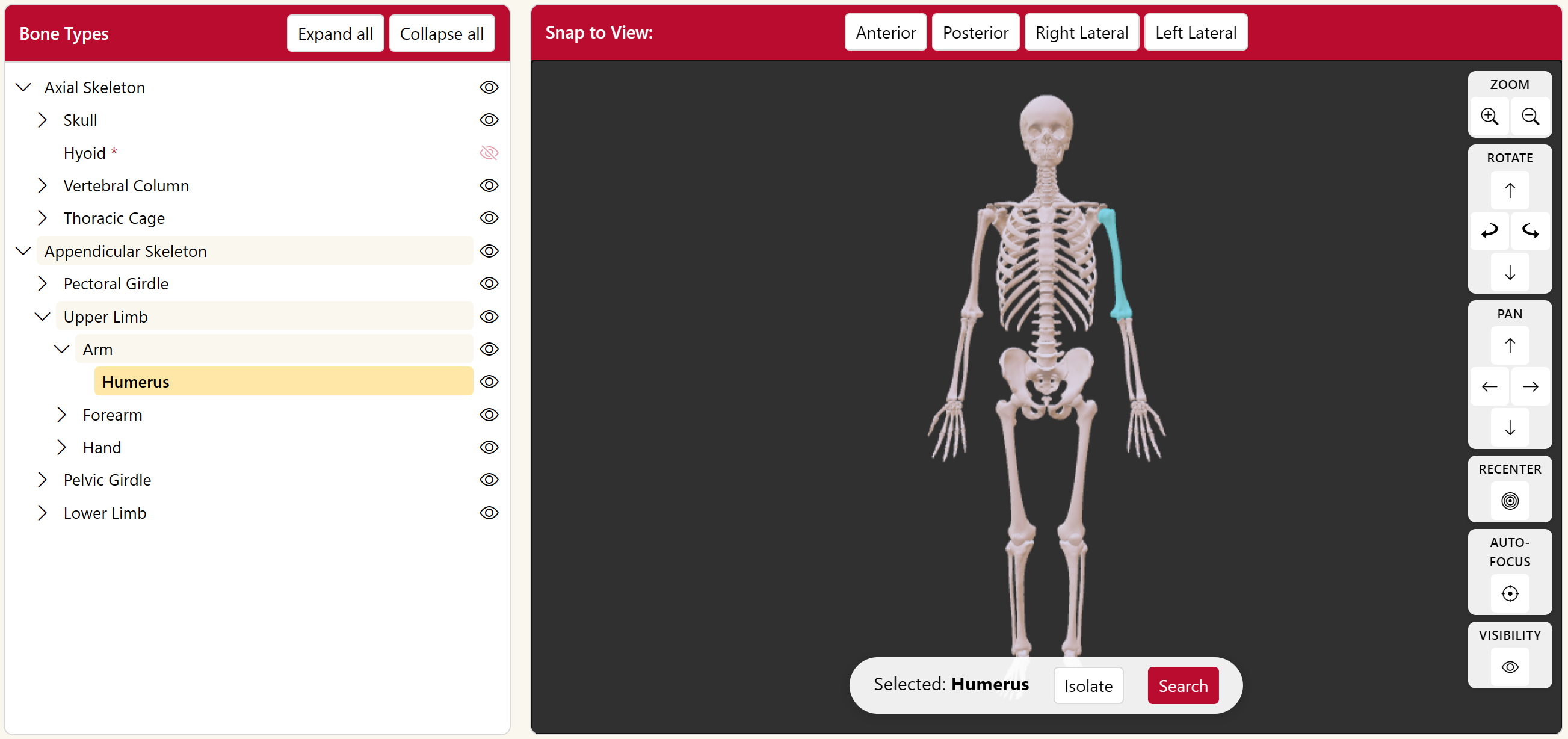 Interactive skeletal viewer